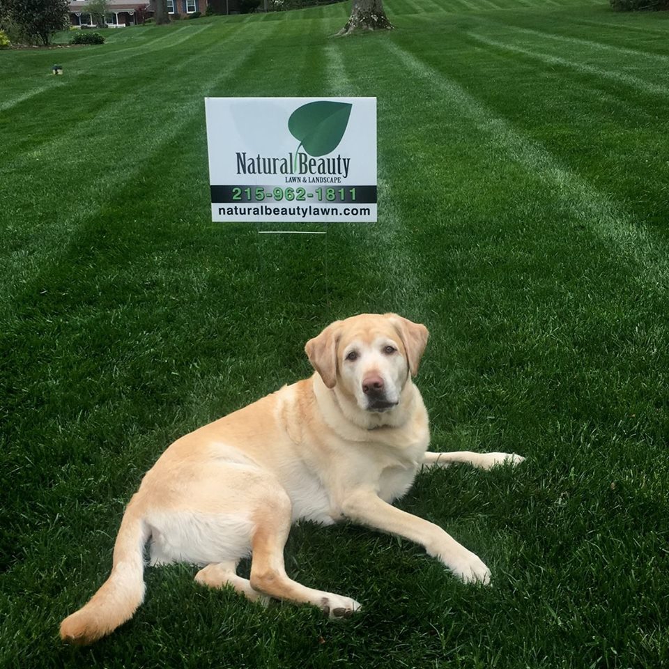 Logo for Natural Beauty Lawn Care